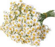 White Chamelaucium Flower Seeds