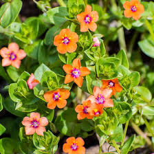 Pimpernel Flower