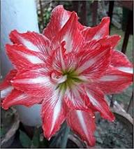 Red White Amaryllis Flower Heirloom Non-GMO High Germination Organic Garden Seeds - Heirloom Non GMO High Germination