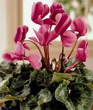 Red White Cyclamen Flower Rare Balcony Patio Plants Seeds - Heirloom Non GMO High Germination Organic Garden Planting