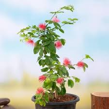 Red Calliandra Flower Seeds