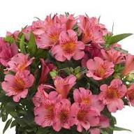 Pink Alstroemeria Flower Seeds
