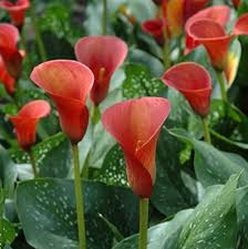 Red Calla Lily Flower Seeds