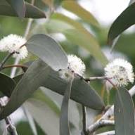 Eucalyptus Flower for Planting Heirloom Non-GMO High Germination Organic Garden for Colorful Landscapes Seeds - Heirlo