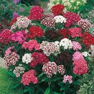 Red Dianthus Flower Seeds - Heirloom, Non-GMO, High Germination Flower Seeds for Planting