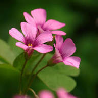 OXALIS ARTICULATA FLOWER SEEDS
