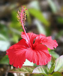Red Hibiscus Flower Seeds