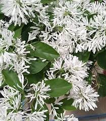 Chionanthus Flower Seeds for Colorful Backyard Beauty - Heirloom Non GMO Premium Flower Seeds for Home Garden Planting