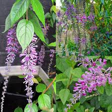 Buddleia Flower Seeds Heirloom Non-GMO Premium Organic Garden Seeds for Home Garden Decoration