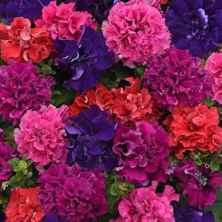 Petunia Flower Seeds Mixed