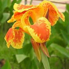 Red Yellow Canna Lily Flower Seeds