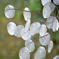 White Lunaria Flowers Seeds Rare Blooming Plants Balcony and Patio Gardening Colorful Seeds for Planting Heirloom Non-GM