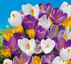 Mixed Crocus Flower Seeds Rare