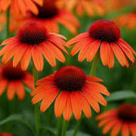 Orange Echinacea Flower Seeds