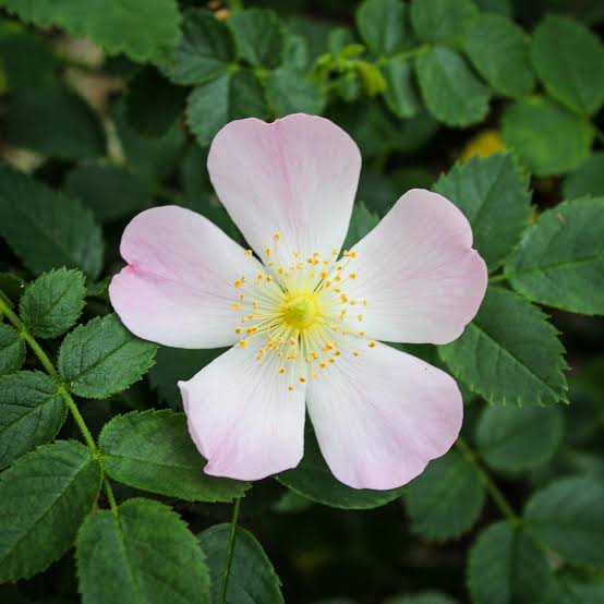 Canina Flower seeds