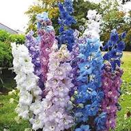 Delphinium Flower Seeds - Heirloom Non GMO High Germination Flower Seeds for Planting
