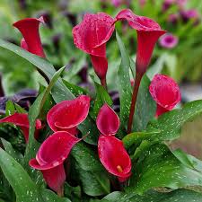 Red Zantedeschia Calla Lily Flower Seeds