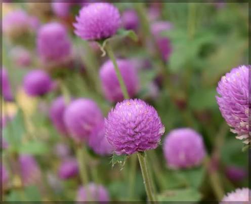 Pink Gomphrena Flower Seeds
