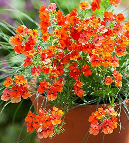 Orange Cress Aubrieta Flower Seeds