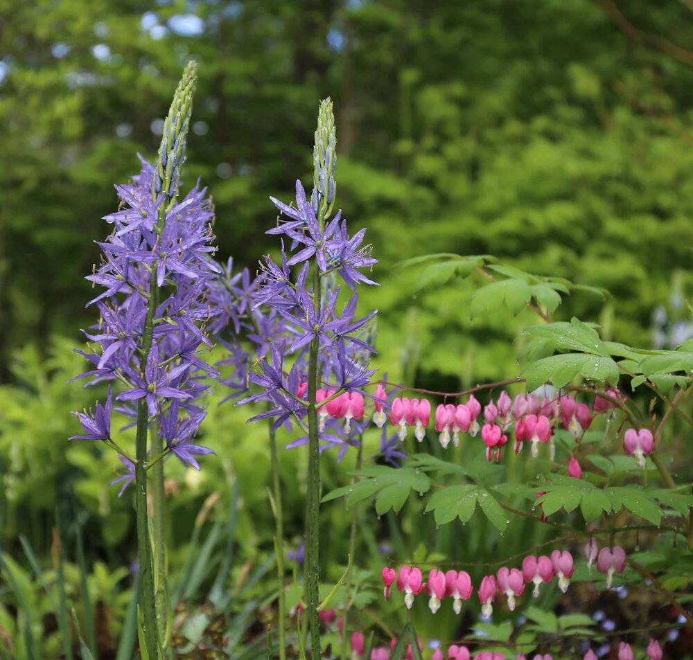 Camassia Flower Seeds