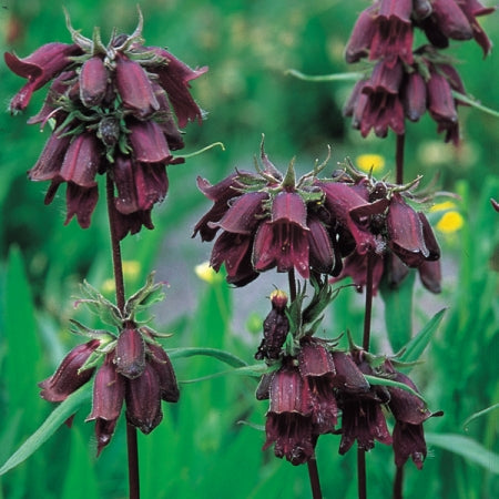 Chocolate Penstemon Flower Seeds