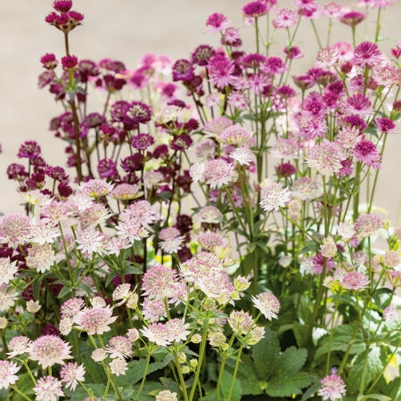 Mixed Astrantia Flower Seeds - Heirloom Non GMO Flower Seeds, Premium High Germination Garden Planting Seeds