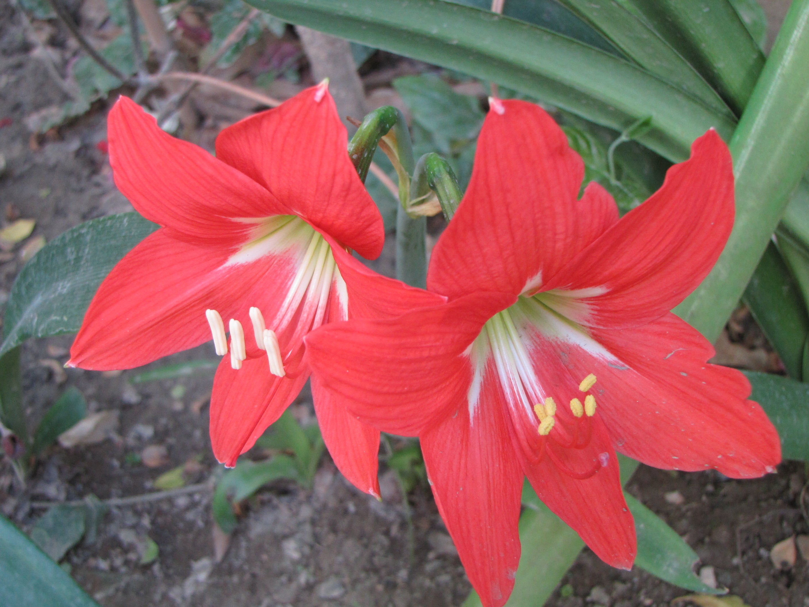 Red Amaryllis Flower Seeds