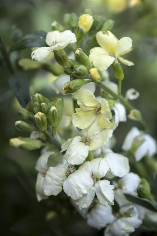 White Erysimum Cheiri Flower Seeds - Heirloom Non GMO High Germination Flower Seeds for Home Garden Planting