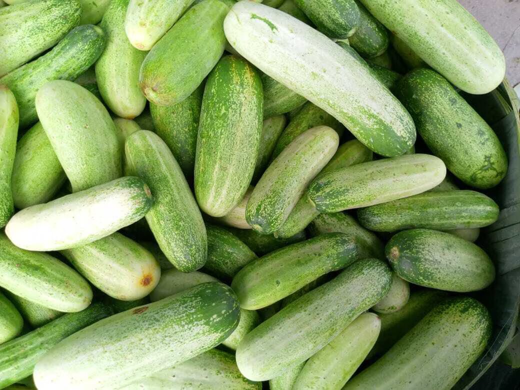 Cucumber vegetable seeds for Planting for Growing Yellow vegetable seeds for Home Gardening for kitchen garden planting
