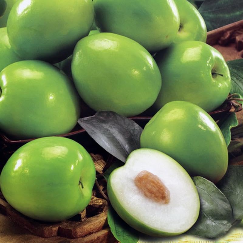 Imported Indian Jujube Rare Perennial Fruit Seeds