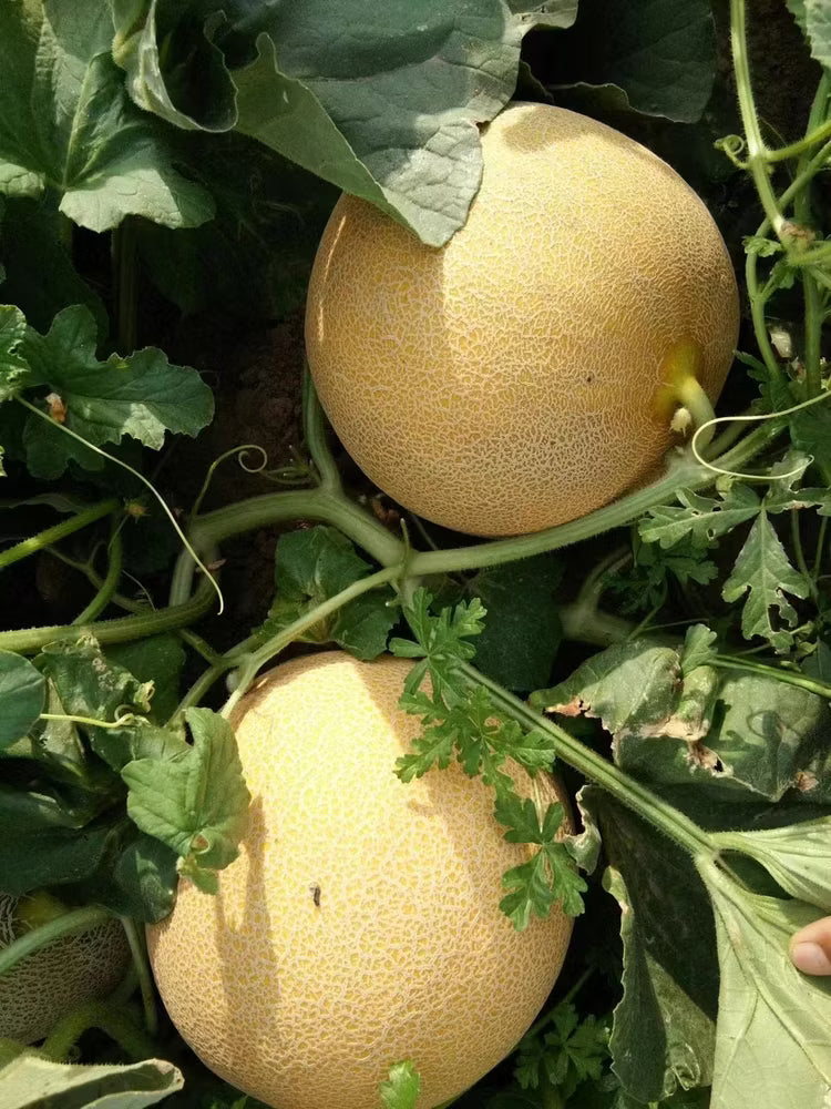 infinite gold hybrid cantaloupe deep orange sweet long shelf life melons high organic Fruit Seeds organic garden seeds