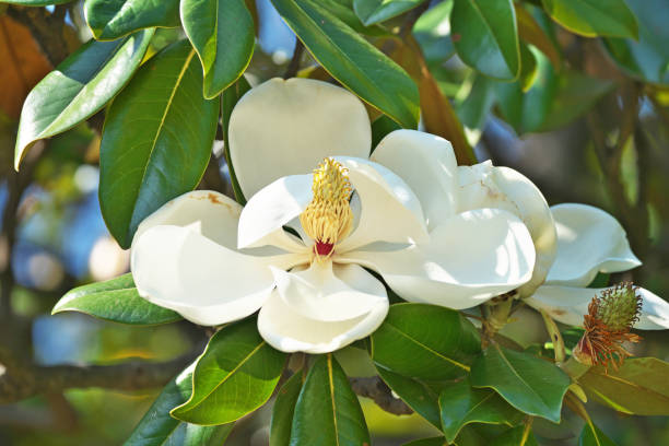 White Magnolia Flower Seeds,White Heirloom Non GMO High - Heirloom Non GMO High Germination Organic Flower Seeds