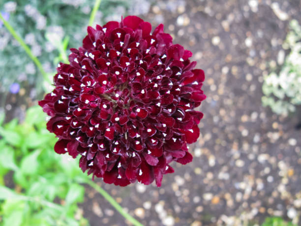 Chamelaucium Flower Seeds Exotic Flowering Plants for Vibrant Garden Beauty - Heirloom Non GMO High Germination Organic
