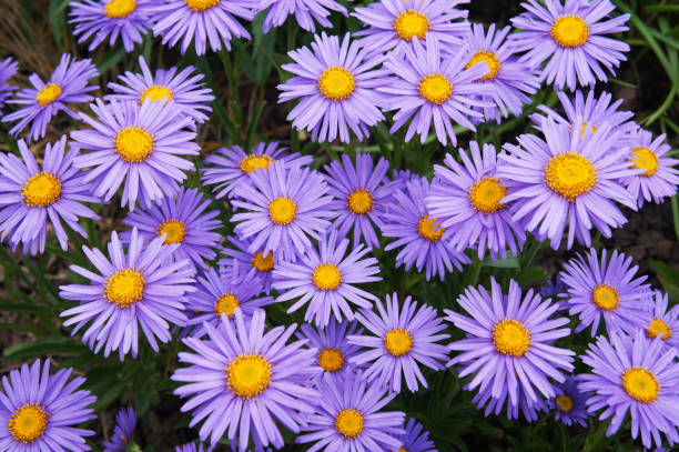 Balsamina Flower Seeds - Heirloom Non GMO High Germination Garden Seeds
