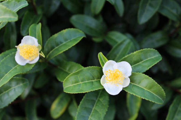 Camellia Sinensis Flower Seeds