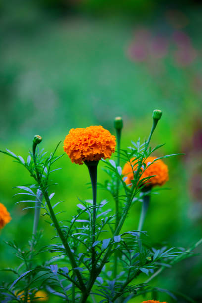 Orange Marigold Flower Seeds – Exotic Flowering Plants for Vibrant Garden Beauty