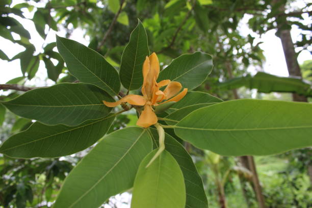 Orange Champaca Flower Seeds