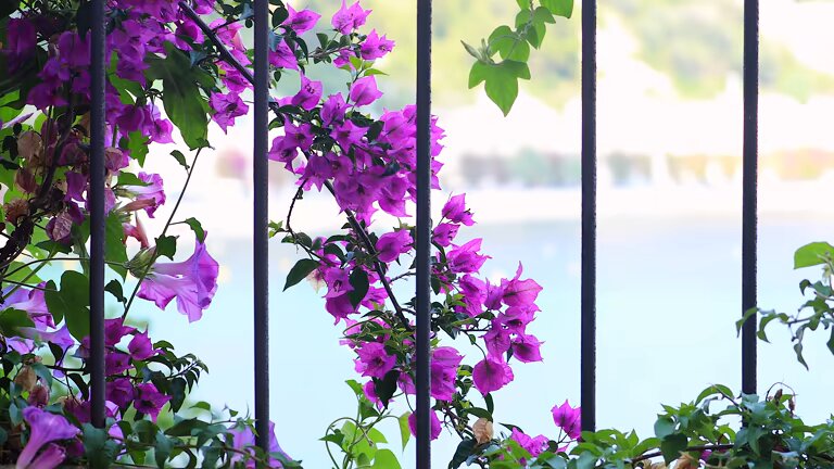 Purple Bougainvillea Flower Seeds – Blooming Plants for Balcony & Patio Gardens for Colorful Gardens - Heirloom Non GMO