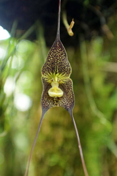 Dracula Simia Flower Seeds
