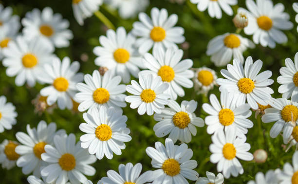 Daisy Flower Seeds