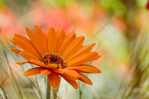 Orange Daisy Flower Seeds - Heirloom Non GMO High Germination Premium Garden Seeds for Planting