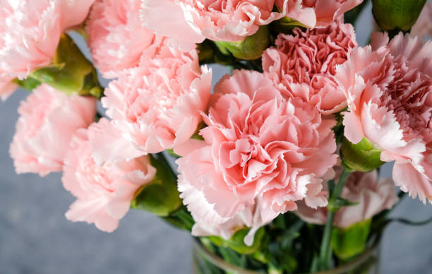 Carnation Flower Seeds