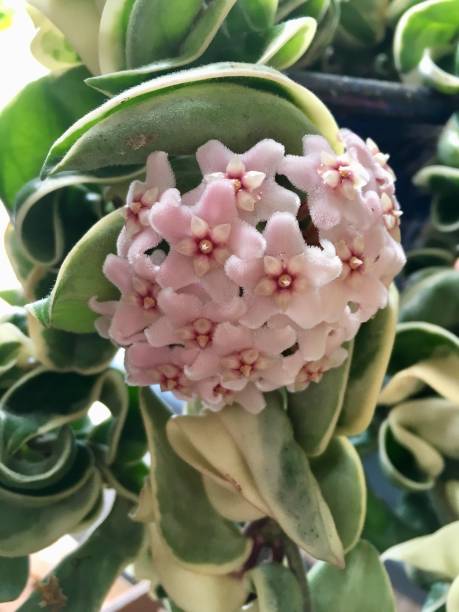Cattleya Flower Seeds Exotic Flowering Plants for Vibrant Garden Beauty - Heirloom Non GMO High Germination Organic Gard