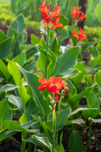 Canna Lily Flower Seeds