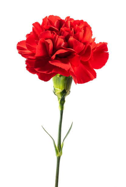 Red Carnation Flower Seeds - Heirloom Non GMO High Germination Garden Planting Seeds