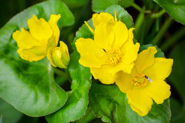 Caltha Flower Seeds