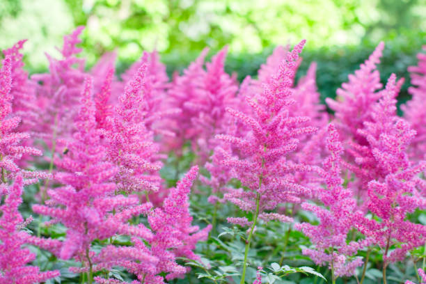 Pink Astilbe Flower Seeds - Heirloom Non GMO High Germination Garden Seeds for Planting