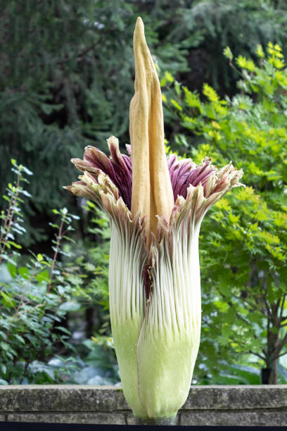 Corpse Amorphophallus Flowers Seeds
