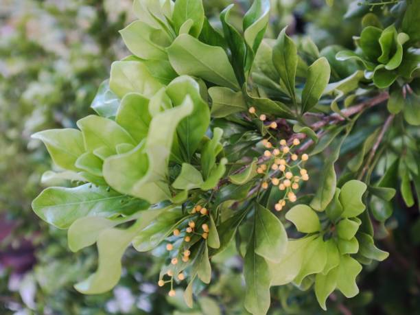 Aglaia Odorata Flower Seeds