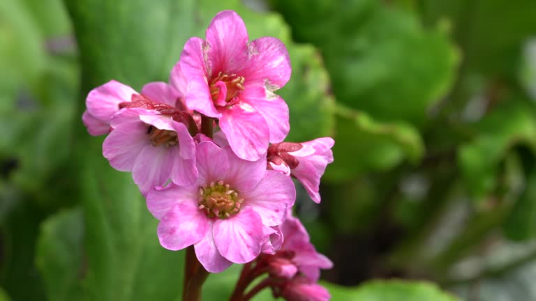 Pink Bergenia Flower Seeds